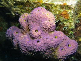 084 Branching Tube Sponge IMG 5451